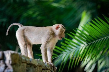 Khao Yai Ulusal Parkı 'nın vahşi maymunu yeşil bulanık arka planda kaya çitlerinin üzerinde duruyor. 