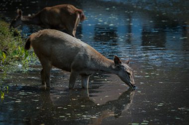 wild sambar deer drinking water at khao yai national park thailand clipart