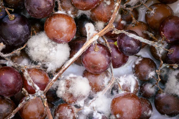 Konteynırdaki Çürük Mor Üzümler Çürük Üzümlü Meyveleri Kapatın — Stok fotoğraf
