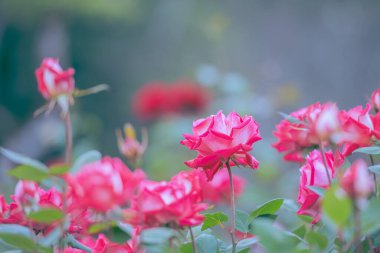 pink beautiful rose flower on tree in a garden