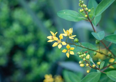 Bahçede çiçekler Tayland kırsalında
