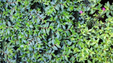 yeşil doğa arkaplan duvar kağıdı