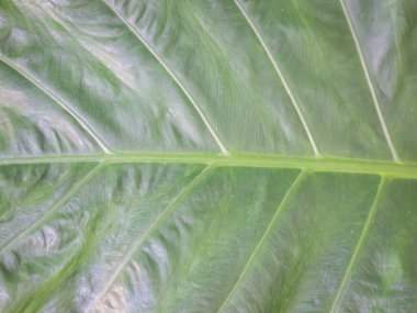 yeşil doğa arkaplan duvar kağıdı