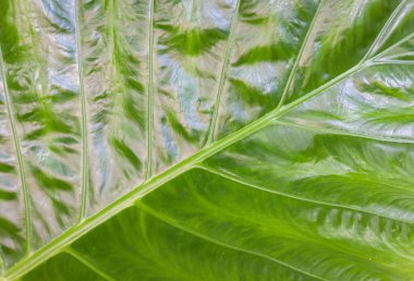 yeşil doğa arkaplan duvar kağıdı