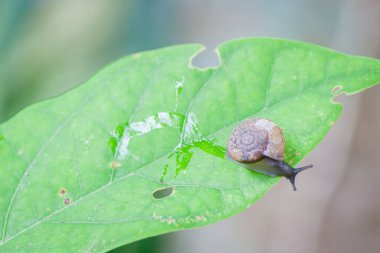 Yeşil yapraklı salyangoz. Yeşil yapraklı salyangoz.