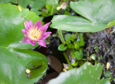 Yeşil yaprakların arasında nilüfer çiçeği veya nilüfer çiçeği