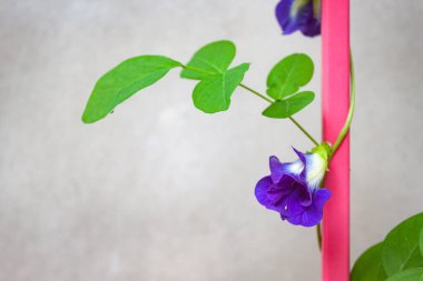 Kelebek bezelye çiçekleri Pingiron çimento duvar arka planında çiçek açar.