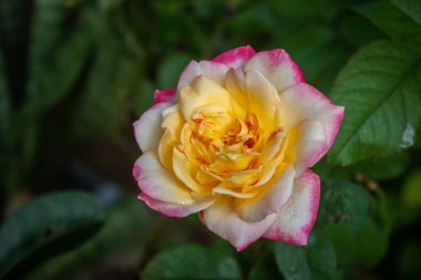 Bahçedeki gül çiçeği. Açık havada.