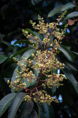 Bahçede mango çiçeği. Açık havada doğal.