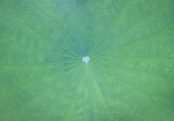 Grüne Natur Hintergrund Tapete — Stockfoto