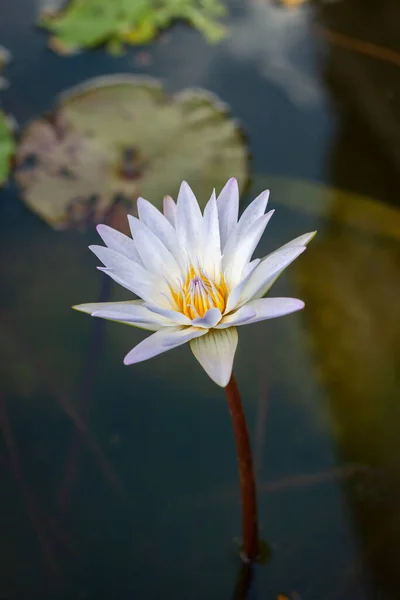Lotus Flower Chiangmai Thailand Lighting Early Morning — Stock Photo, Image