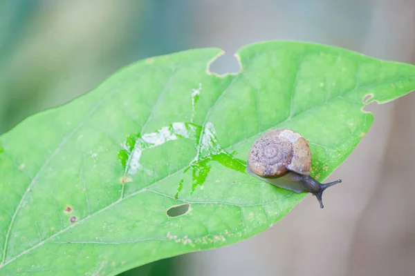 stock image snail on green leaves / A snail on a green leaf