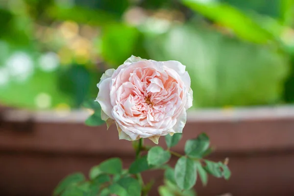 Троянда Квітка Саду Природна Відкритому Повітрі — стокове фото
