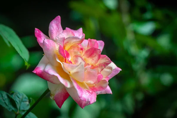 Różany Kwiat Ogrodzie Naturalny Zewnątrz — Zdjęcie stockowe