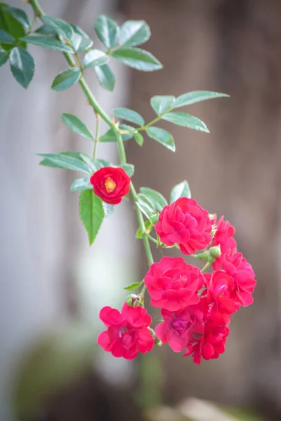 Τριαντάφυλλο Λουλούδι Στον Κήπο Φυσικό Υπαίθριο — Φωτογραφία Αρχείου