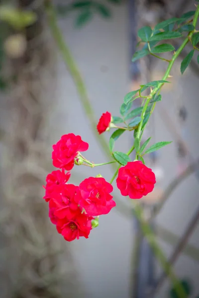 Троянда Квітка Саду Природна Відкритому Повітрі — стокове фото