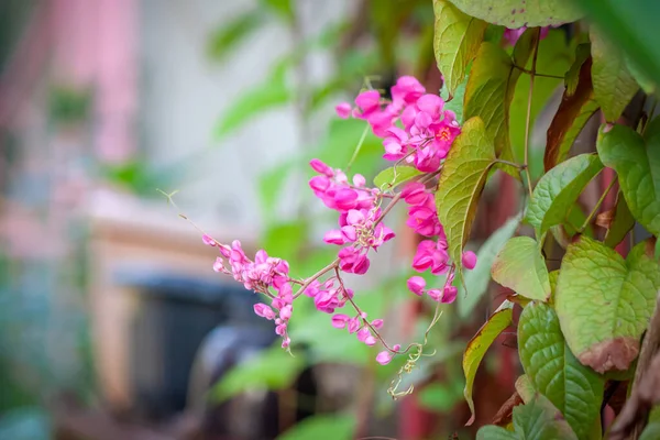 庭の花自然屋外 — ストック写真