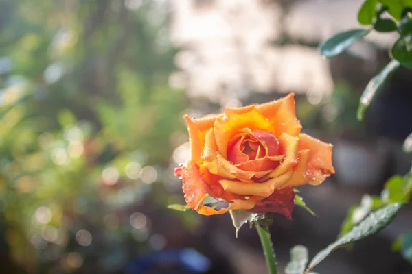 Różany Kwiat Ogrodzie Naturalny Zewnątrz — Zdjęcie stockowe