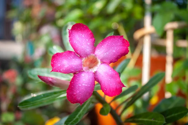 Adénium Rózsaszín Teljes Virágban Kertemben Thaiföldön — Stock Fotó