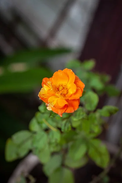 Rosa Flor Jardim Natural Livre — Fotografia de Stock