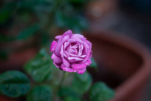 Rosenblüte Garten Natürlich Freien — Stockfoto