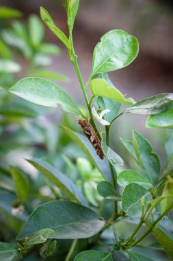 Ağaç dalında çekirge, yeşil yapraklar.