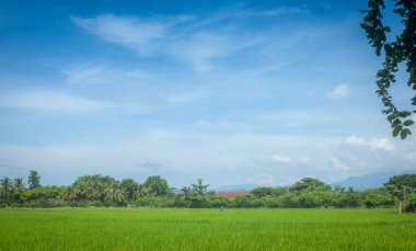 Tarım arazisi Tayland manzarası Güzel bulutlar