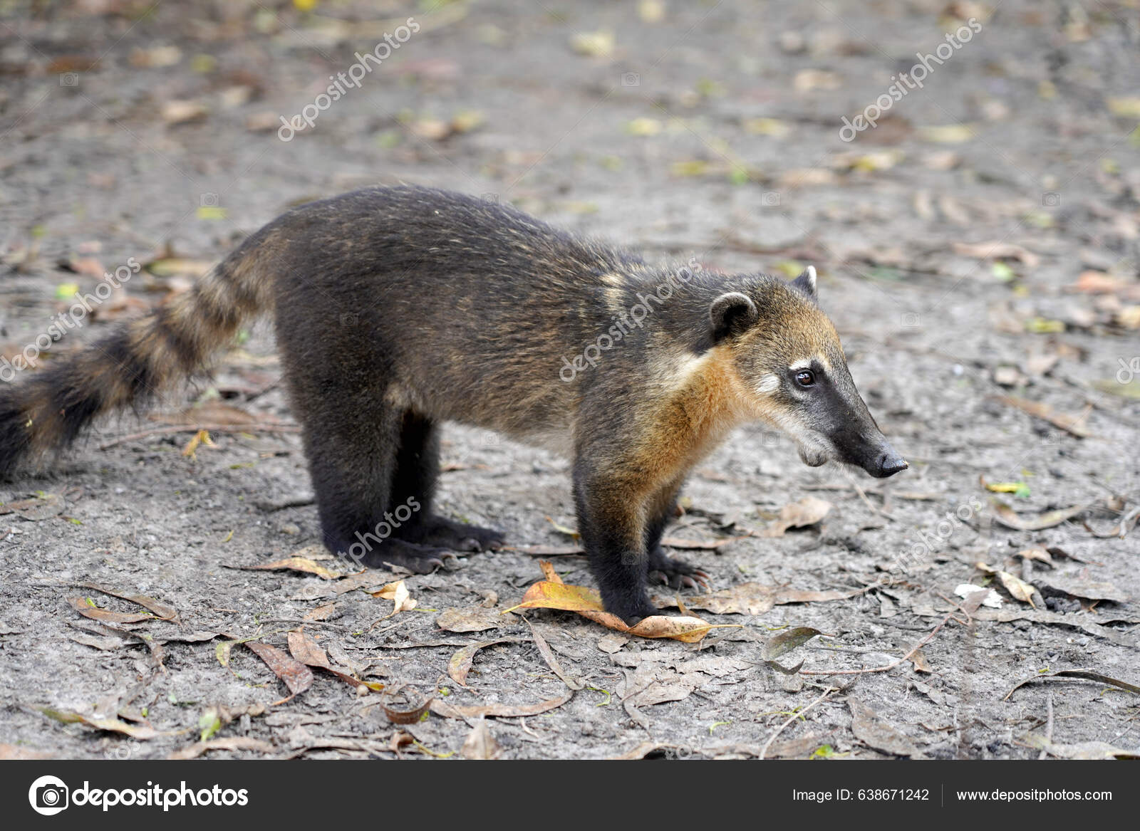 Cub Quati Also Known South American Coati Brazilian Ecological Park — Stock  Photo © sergio_pulp 638671242