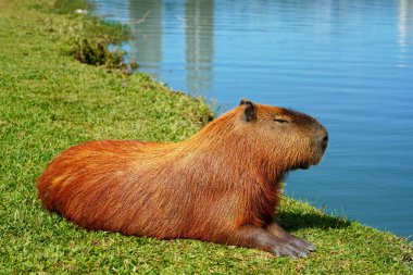 Capybara göl kenarında huzur içinde yatıyor.