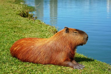 Capybara chilling peaceful lying by the lake clipart
