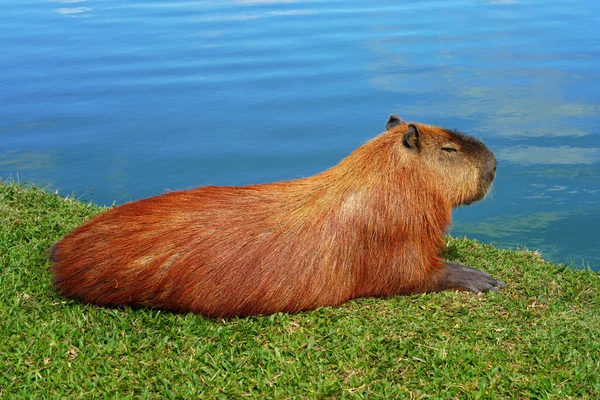 Mayor Capibara Descansa Largo Lago Sobre Hierba Parque Curitiba Brasil —  Fotos de Stock