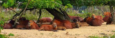 Capybaras 'lar ağaçların altındaki serin yerde huzur içinde yatıyorlar. Panoramik pankart görünümü.