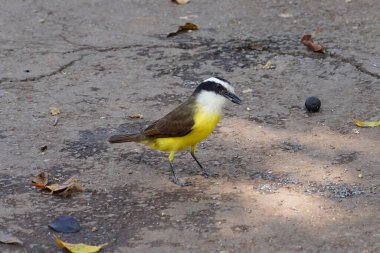 Pitangus sulphuratus Brezilyalı küçük bir kuş 