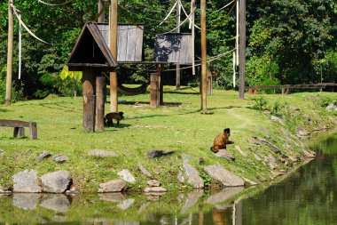 Brezilya 'da macaco-prego amarelo (Siyah çizgili kapuçin)