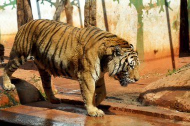 Bengal kaplanı esaret altında. Bugün yaşayan en büyük vahşi kediler arasında yer alıyor..