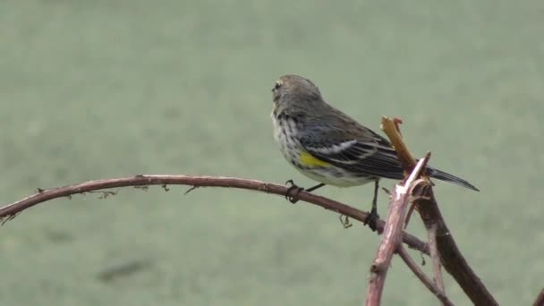 Yellow Rumped Warbler Florida Swamp — 비디오