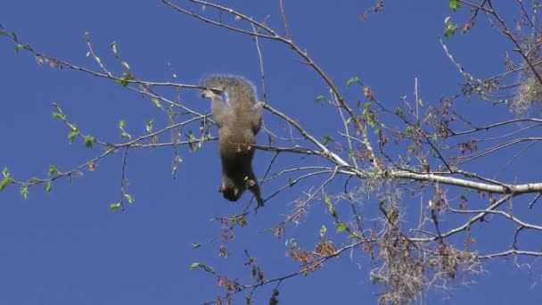 Squirrel Feeds Tree Seeds Florida — Wideo stockowe