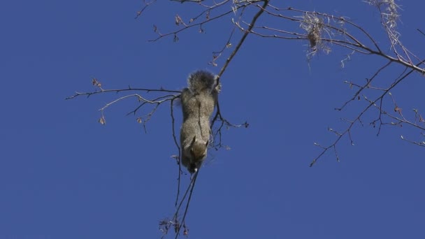 Σκίουρος Τρέφεται Σπόρους Δέντρων Στη Φλόριντα — Αρχείο Βίντεο