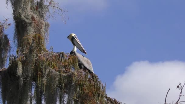 Brown Pelican Tree Lake Florida — Stock Video
