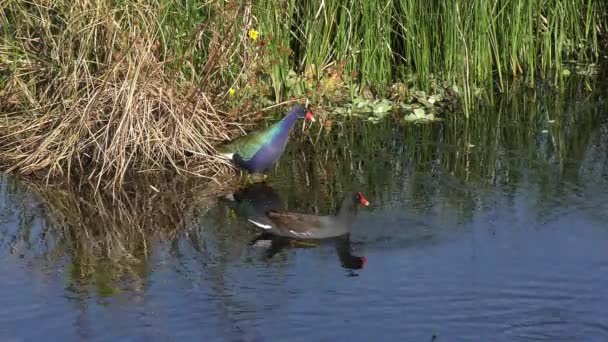 Purple Common Gallinule Birds Feed Florida Lake — Stockvideo