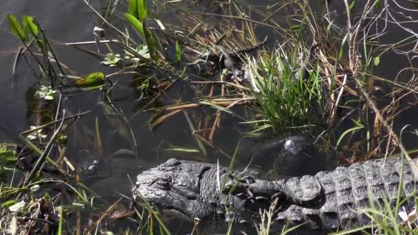 Alligator Female Her Hatchlings Florida Wetlands — стокове відео