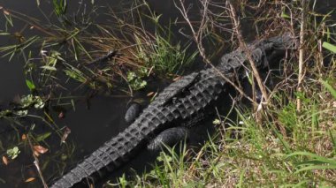 Florida 'daki sulak alanlarda yavruları olan timsah dişi.