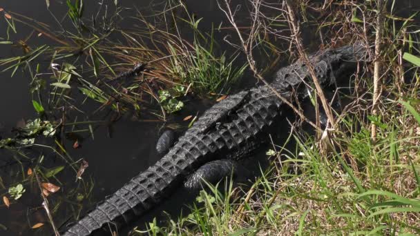Samica Aligatora Swoimi Wylęgarniami Florydzie — Wideo stockowe