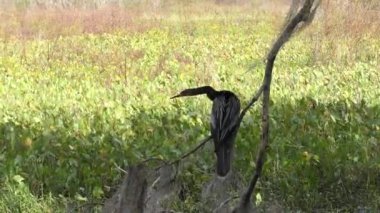 Anmeninga Kuş tünemesi Florida 'da