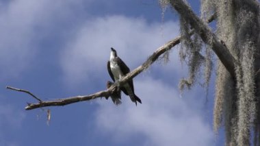 Osprey Florida 'daki Büyük Balık' tan besleniyor.