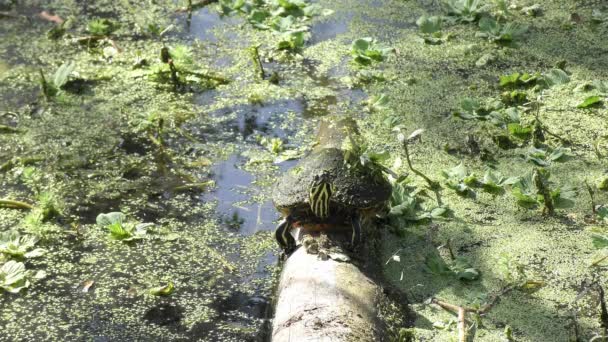 Μικρή Χελώνα Sunning Στη Φλόριντα Βάλτων — Αρχείο Βίντεο
