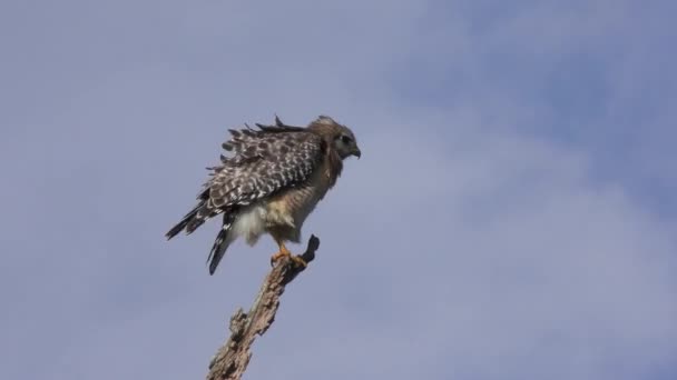 Red Shouldered Hawk Looking Prey Florida Wildlife — Stock video