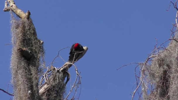 Παγωμένος Τρυποκάρυδος Περιποιείται Φτερά Του Στους Υγρότοπους Της Φλόριντα — Αρχείο Βίντεο