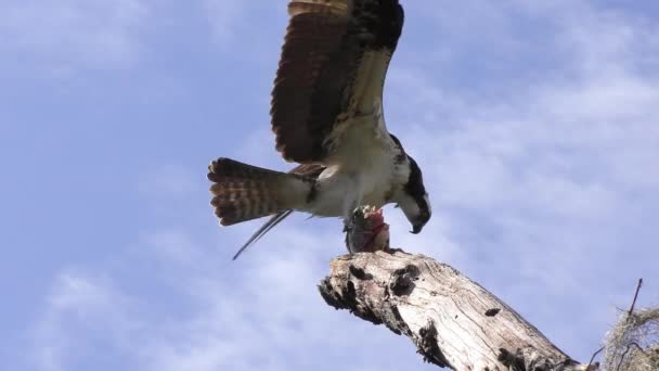 Osprey Alimenta Pez Grande Los Humedales Florida — Vídeos de Stock