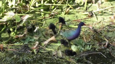 Mor Gallinule ve Florida bataklığı.